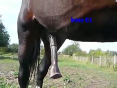 A horse receiving a hardon is photographed by a hobbyist photographer.